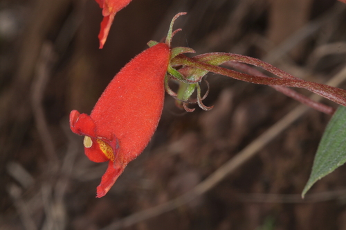 Seemannia nematanthodes, photograph 4