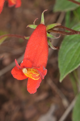 Seemannia nematanthodes, photograph 5