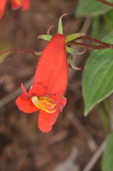 Seemannia nematanthodes, photograph aacocucci, CC BY, iNaturalist via GBIF