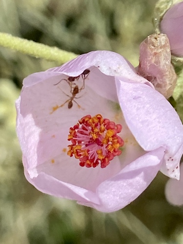 iNaturalist observation photo of Argentine Ant
