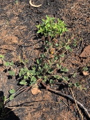 Rhynchosia minima prostrata