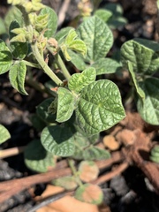 Rhynchosia minima prostrata