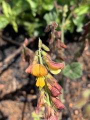 Rhynchosia minima prostrata