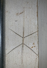 Parabacillus hesperus