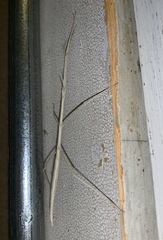 Parabacillus hesperus