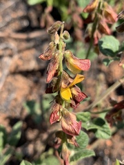 Rhynchosia minima prostrata