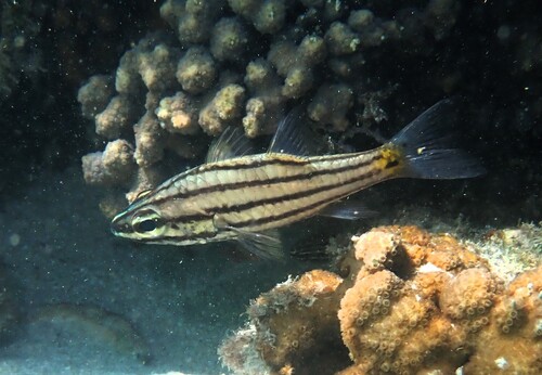 Fiveband cardinalfish (Cheilodipterus quinquelineatus) — Apogonidae — 5