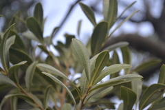 Ozoroa paniculosa paniculosa