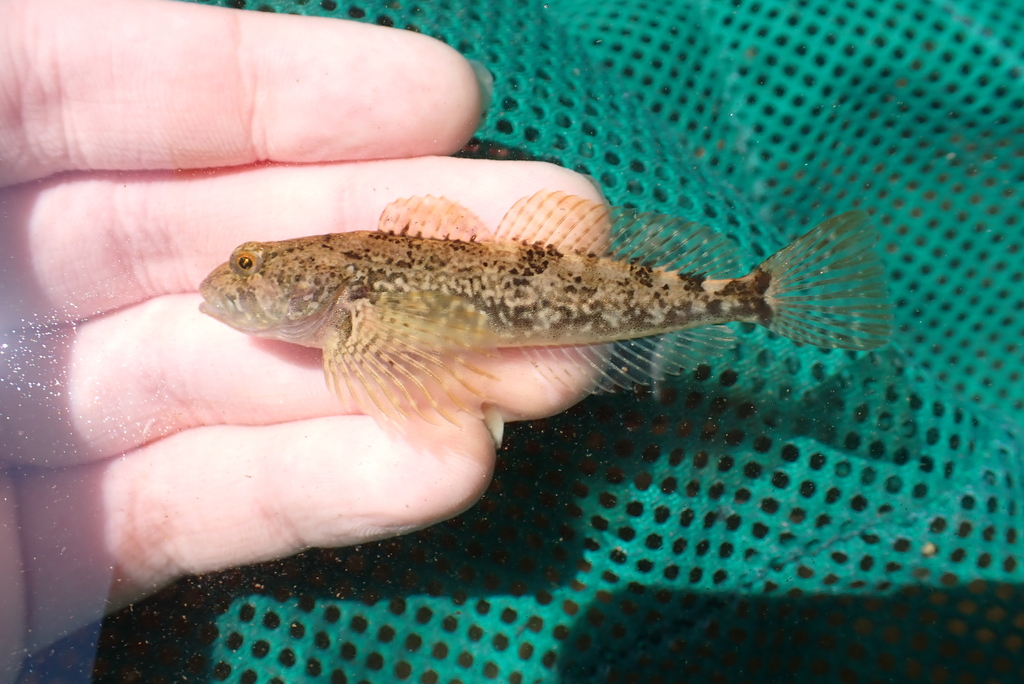Riffle sculpin (Cottus gulosus) — Cottidae