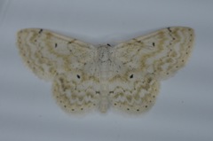 Idaea obfusaria
