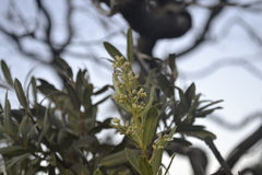 Ozoroa paniculosa paniculosa