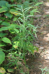 Muhlenbergia frondosa