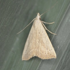 Macrochilo louisiana