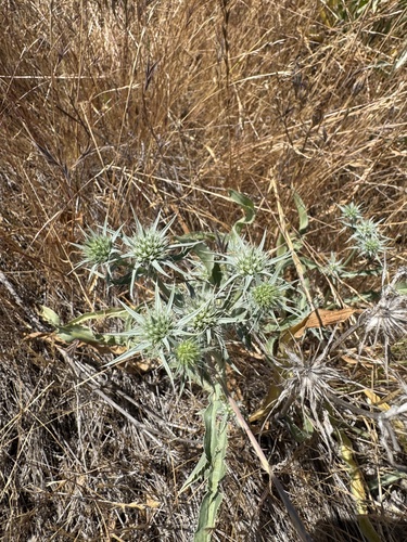 Delta Coyote-thistle (Eryngium jepsonii)