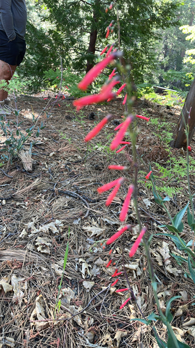 iNaturalist observation photo of scarlet bugler