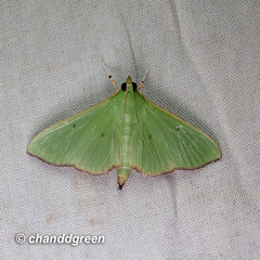 Parotis punctiferalis