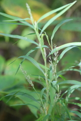 Muhlenbergia frondosa
