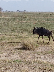Connochaetes taurinus mearnsi