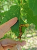 Maple Leafblotch Miner - Photo (c) Basil Conlin, some rights reserved (CC BY-NC), uploaded by Basil Conlin