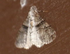 Prionomelia spododea