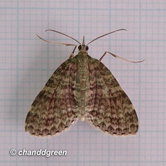 Sauris purpurotincta