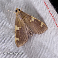 Rehimena phrynealis