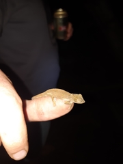 Bradypodion caeruleogula