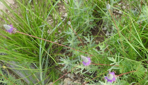 Slender Prairie Clover (Dalea tenuis)