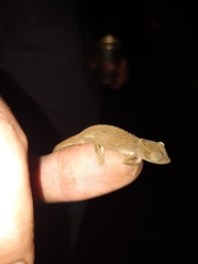 Bradypodion caeruleogula