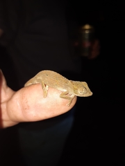 Bradypodion caeruleogula