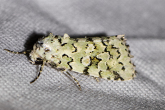 Bryolymnia viridata