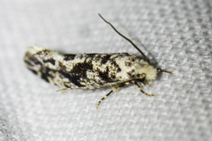 Nemapogon granella