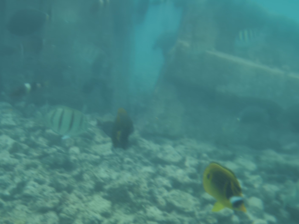 Raccoon butterflyfish