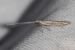 Coleophora discostriata