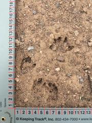 Otospermophilus variegatus