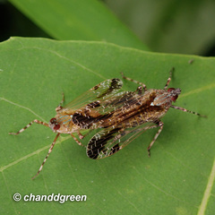 Orthopagus splendens