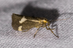 Cisthene liberomacula