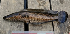 Forest Snakehead photo 2