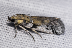 Laetilia dilatifasciella