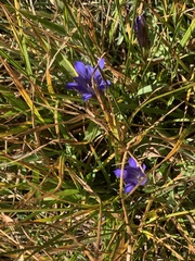 Gentiana newberryi newberryi