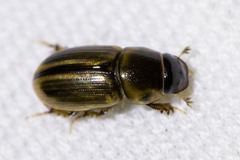 Aphodius