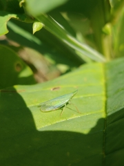 Rhynchomitra microrhina