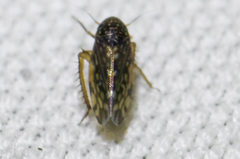 Xestocephalus