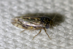 Xestocephalus