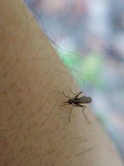 Aedes atlanticus