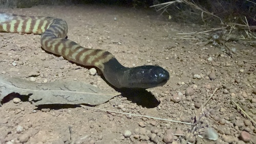Black-headed Python sighting