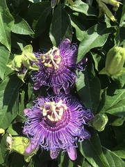 Passiflora