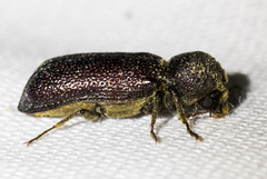 Apatides fortis