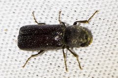 Apatides fortis