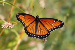 Limenitis archippus obsoleta